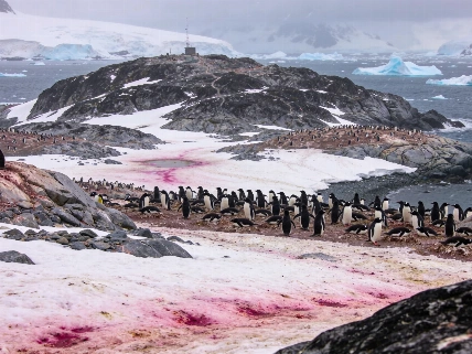 Satellite Images Reveal Penguin Diet Shifts on Antarctica's Danger Islands Science.Report