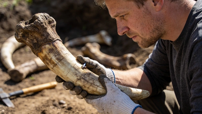 Ancient DNA Reveals Sex Bias in Ice Age Mammoth Hunting Science.Report