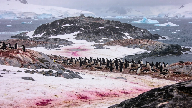 Satellite Images Reveal Penguin Diet Shifts on Antarctica's Danger Islands Science.Report